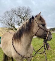 Konik Stute - Westernpferd Brandenburg - Stahnsdorf Vorschau