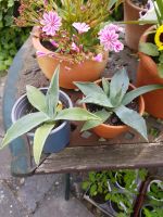 Agave Pflanze Jungpflanze Kübelpflanze Niedersachsen - Calberlah Vorschau