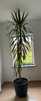 Yucca Palme 2,40 ca gross mit Topf Nordrhein-Westfalen - Brilon Vorschau