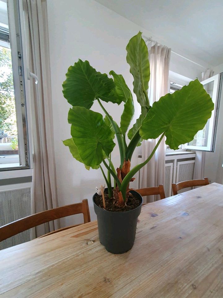 Pflanze Alocasia in Köln