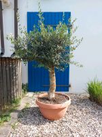 Olea europaea Olivenbaum Olivenstamm Niedersachsen - Söhlde Vorschau