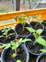 Tomatenpflanzen/Stabtomaten Sachsen - Taucha Vorschau