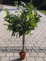 Kunstpflanze-Ficus-Benjamin Bayern - Grafling Vorschau