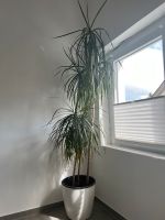 Drachenbaum Zimmerpflanze ca 180cm hoch Nordrhein-Westfalen - Warstein Vorschau