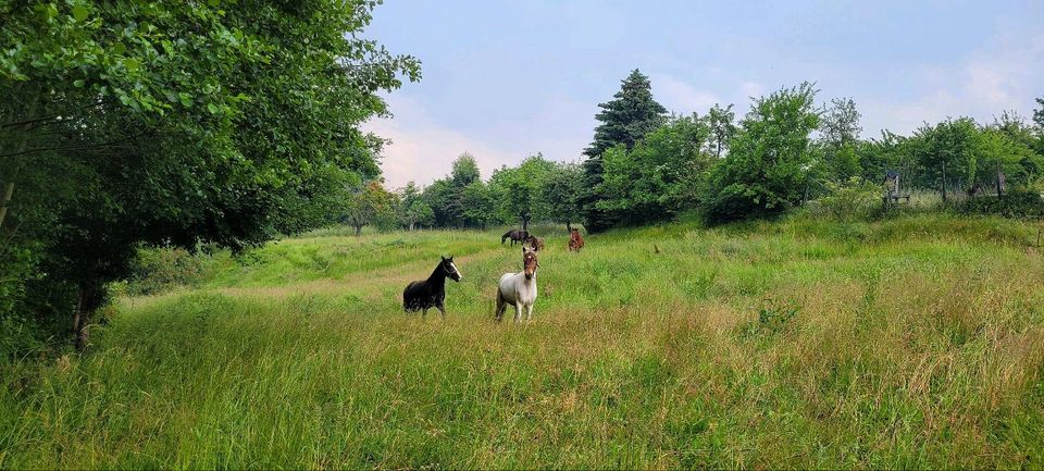 Offenstall, Weide, Laufstall, Box in Collmen