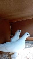 Tauben zu verkaufen Hessen - Reinhardshagen Vorschau