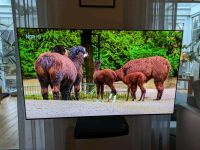 LG OLED TV Fernseher 55 Zoll, 4K UHD, Triple Tuner Niedersachsen - Leer (Ostfriesland) Vorschau