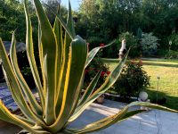 Agave sehr groß, nur Abholung Baden-Württemberg - Heilbronn Vorschau