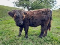 Highland Cattle Absetzer zu verkaufen Thüringen - Gera Vorschau