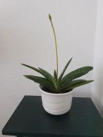 Aloe Aristata Nordrhein-Westfalen - Hagen Vorschau