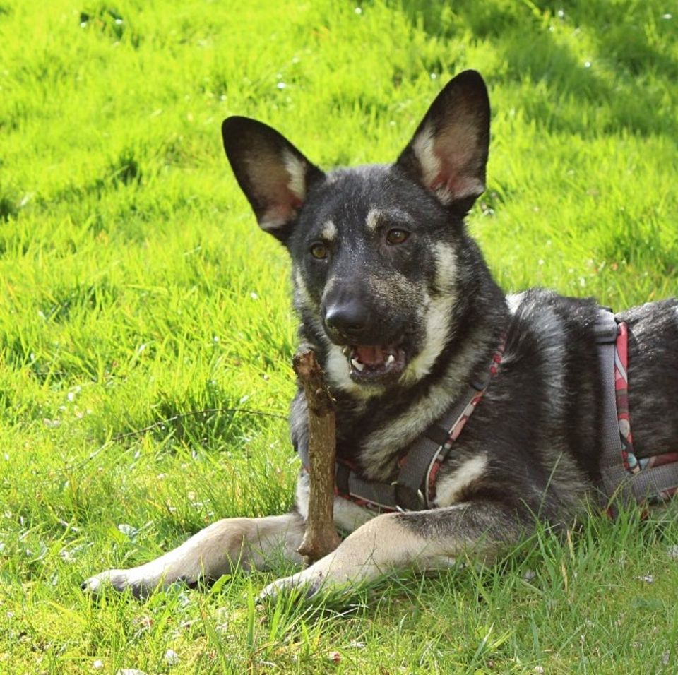 Hündin Yuna ❤️ ausgeglichen und sehr sozial! in Berne