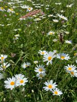 Wiesen Margerite - Heimische Wildblume & insektenfreundlich Berlin - Charlottenburg Vorschau