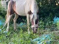 Reitbeteiligung für G-Pony Schleswig-Holstein - Willenscharen Vorschau