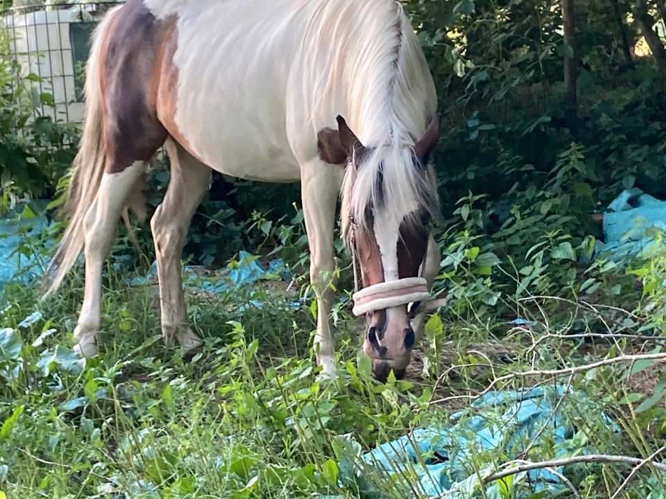 Reitbeteiligung für G-Pony in Willenscharen