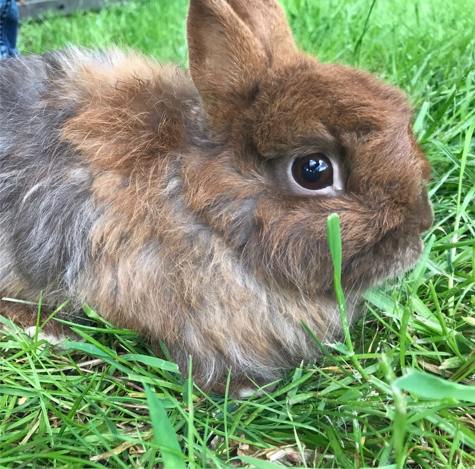 Zwergfuchskaninchen, Zwergkaninchen Kastrat in Aurich