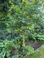 Süßkirsche Baum 3m Hamburg-Nord - Hamburg Eppendorf Vorschau