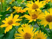 Stauden Sonnenblume Helianthus winterhart, robust im Blumentopf Baden-Württemberg - Sandhausen Vorschau