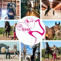 Basiskurs Kommunikation mit Pferden Nordrhein-Westfalen - Kerpen Vorschau