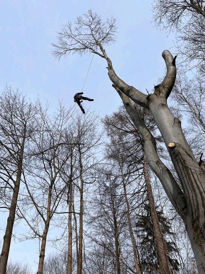 Holzeinschlag Holzrückung Baumfällungen Baumpflege Stubbenfräsen in Zwoenitz