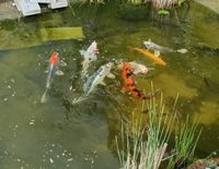 Koi Fische ca. 30cm Baden-Württemberg - Notzingen Vorschau