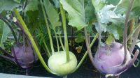 Bio Kohlrabisamen, blauer Kohlrabi, Hochbeet, Balkonkasten München - Ramersdorf-Perlach Vorschau