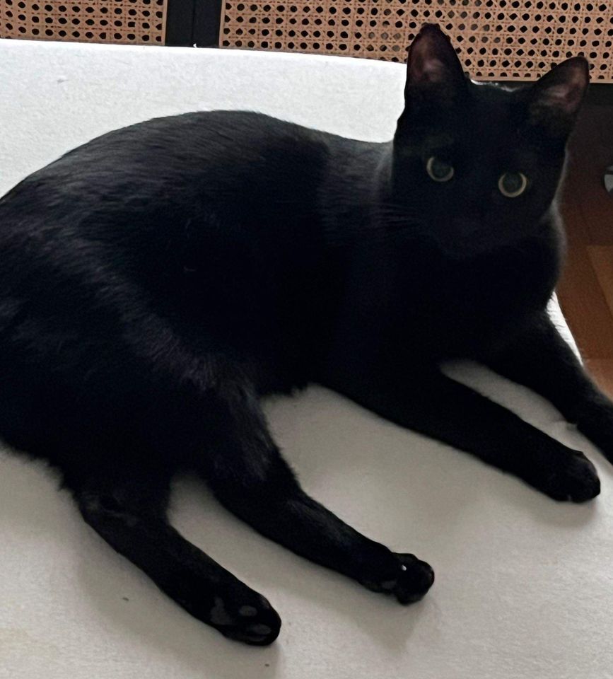 Jungspund: Kater Diego sucht Zuhause mit anderem jungen Kater in Berlin