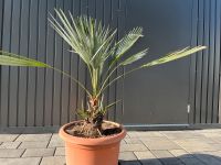 Nannorrhops ritchiana winterhart - Mazari Palme sp. Silver Iran Bayern - Igensdorf Vorschau