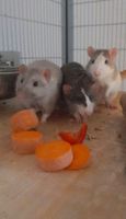 Ratten in gute Hände zu vermitteln Niedersachsen - Lilienthal Vorschau