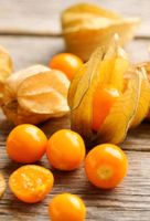 Physalis Beats Dicke, Andenbeere, Pflanzen Sachsen-Anhalt - Hohenwarsleben Vorschau