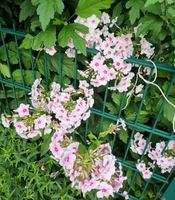 Phlox Mix 'Palmyra', Flammenblume, Winterhart, Staude, Ableger Herzogtum Lauenburg - Börnsen Vorschau