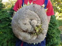 Kerne Riesen Sonnenblumen Kopf XXL 52cm Gemüse Thüringen - Ebeleben Vorschau