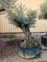 Olea europaea Olivenbaum 150/160 Nordrhein-Westfalen - Oer-Erkenschwick Vorschau