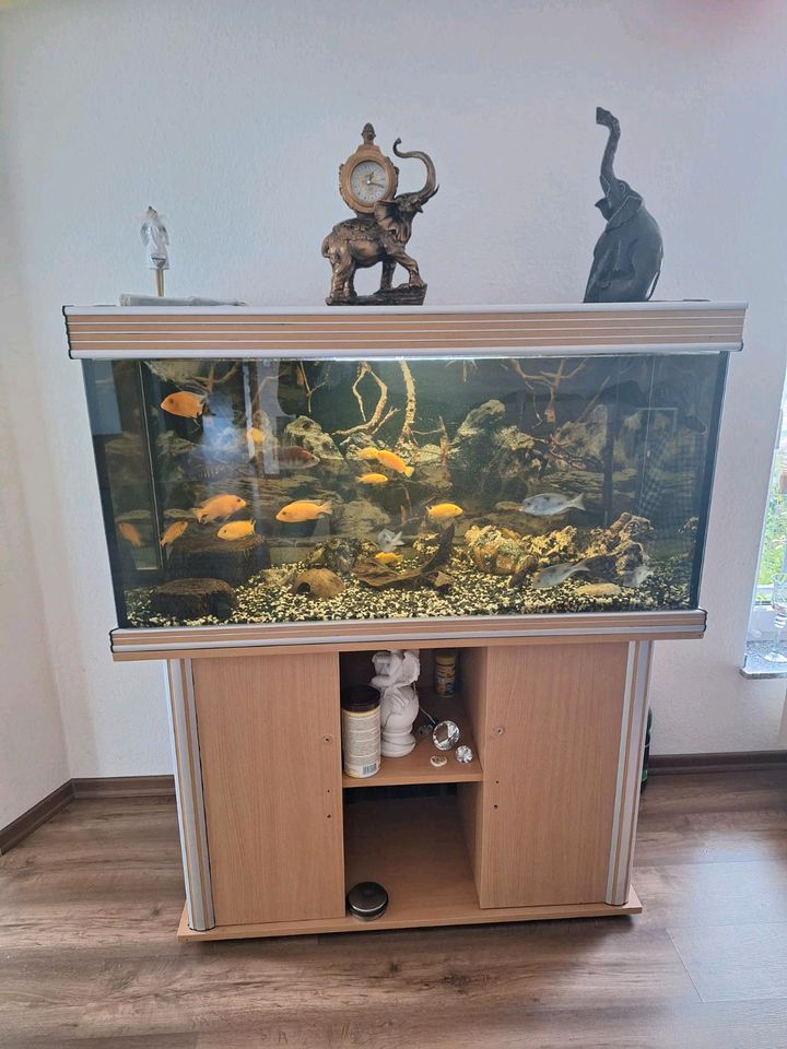 Grossen Aquarium in Selters