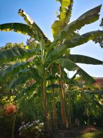 Bananenpflanze,Bananenstaude,Palme Ableger, Früchte Duisburg - Duisburg-Süd Vorschau