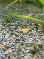 10 x Orange Rilli Garnelen (Neocaridina davidi) Hessen - Lich Vorschau