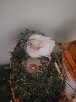 Tauben Babys gefunden! Nordrhein-Westfalen - Oberhausen Vorschau