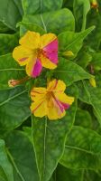 WUNDERBLUME  (MIRABILIS JALAPA) SAMEN Baden-Württemberg - Rielasingen-Worblingen Vorschau