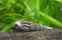 Turmdeckelschnecken fürs Aquarium - 10 Stück  f. 2 Euro Bayern - Markt Schwaben Vorschau