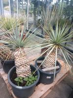 Yucca Rigida Winterharte Yuccapalme 30-40cm Stamm Gesamt 0,9-1m Nordrhein-Westfalen - Nordkirchen Vorschau