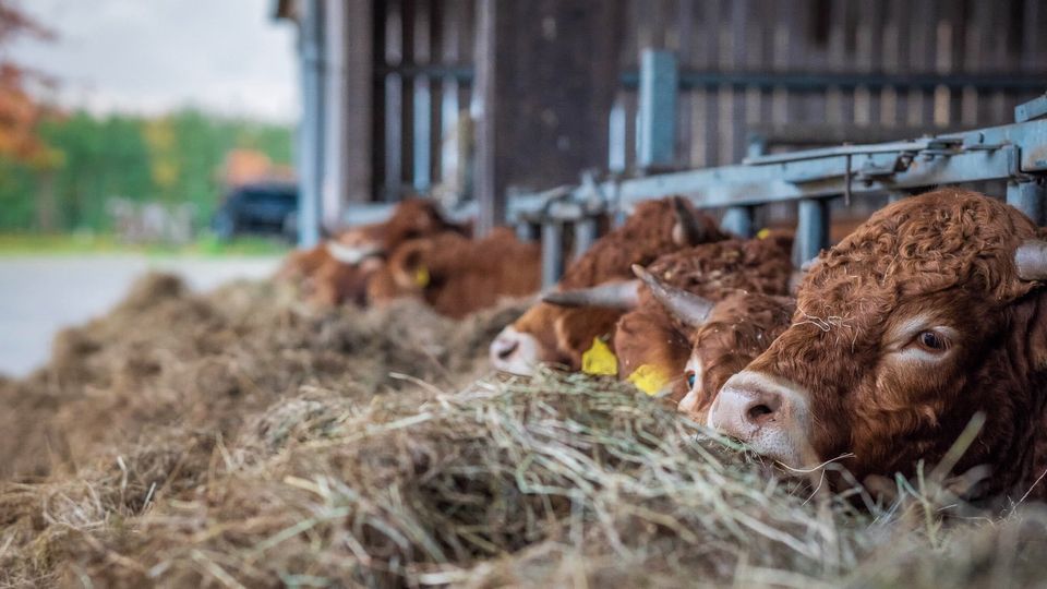 Bio-Rindfleisch Ökofleisch Edelpaket ab 4 kg Familienpaket 10 kg in Wettringen