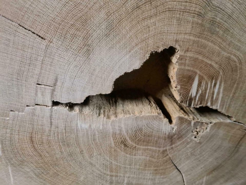 Holz Scheiben für Epoxidharz in Mietingen