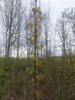 Pappelbaum Baum Wald Pflanzen Setzlinge Sachsen - Geringswalde Vorschau
