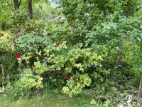 Berliner Schloss-Rose riesig gesund Berlin - Neukölln Vorschau