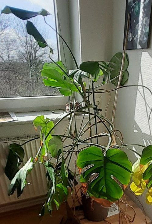 Grosse Monstera in Kiel