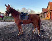 Dressurpferd, Stute, 5 Jahre Niedersachsen - Steimbke Vorschau