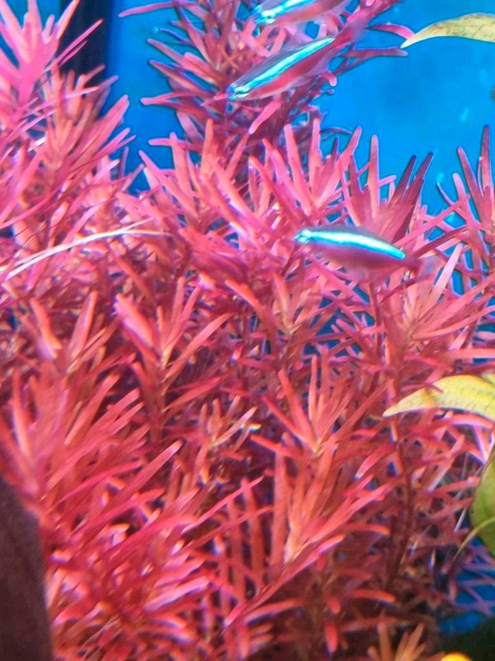 Rotala Singapore Blood Red Aquarium Pflanze in Frankfurt am Main