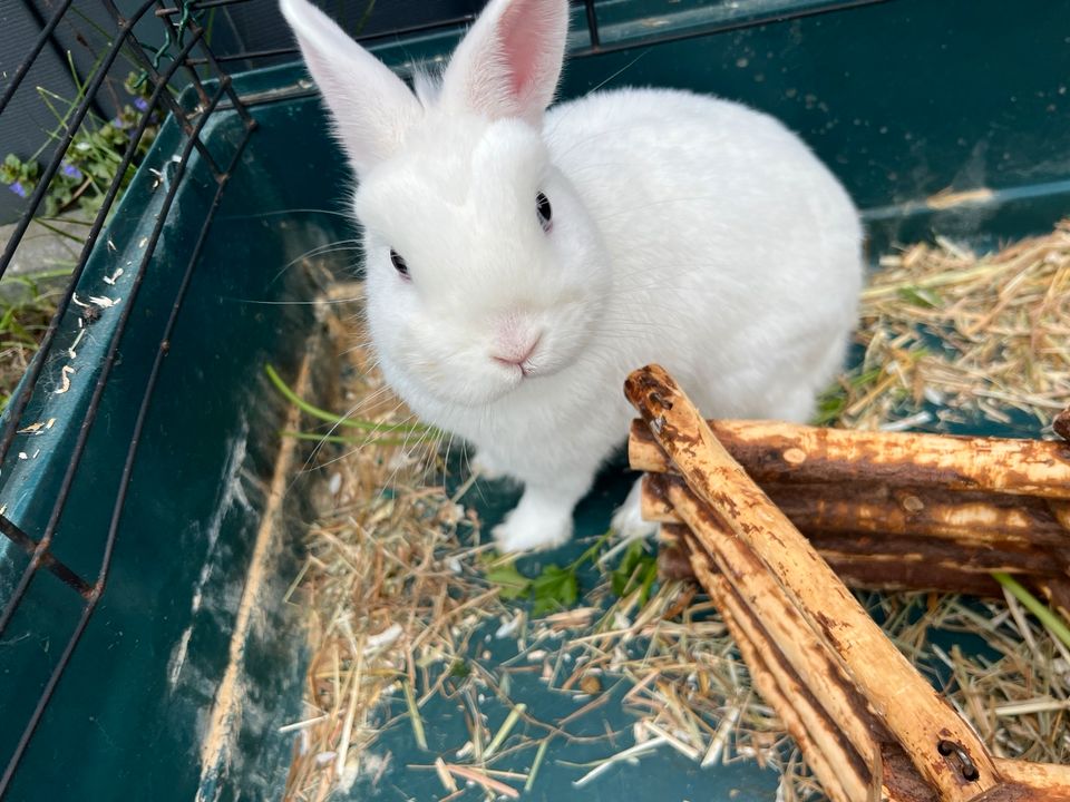 Zwei Weiße Kaninchen suchen neues zu Hause in Hamm