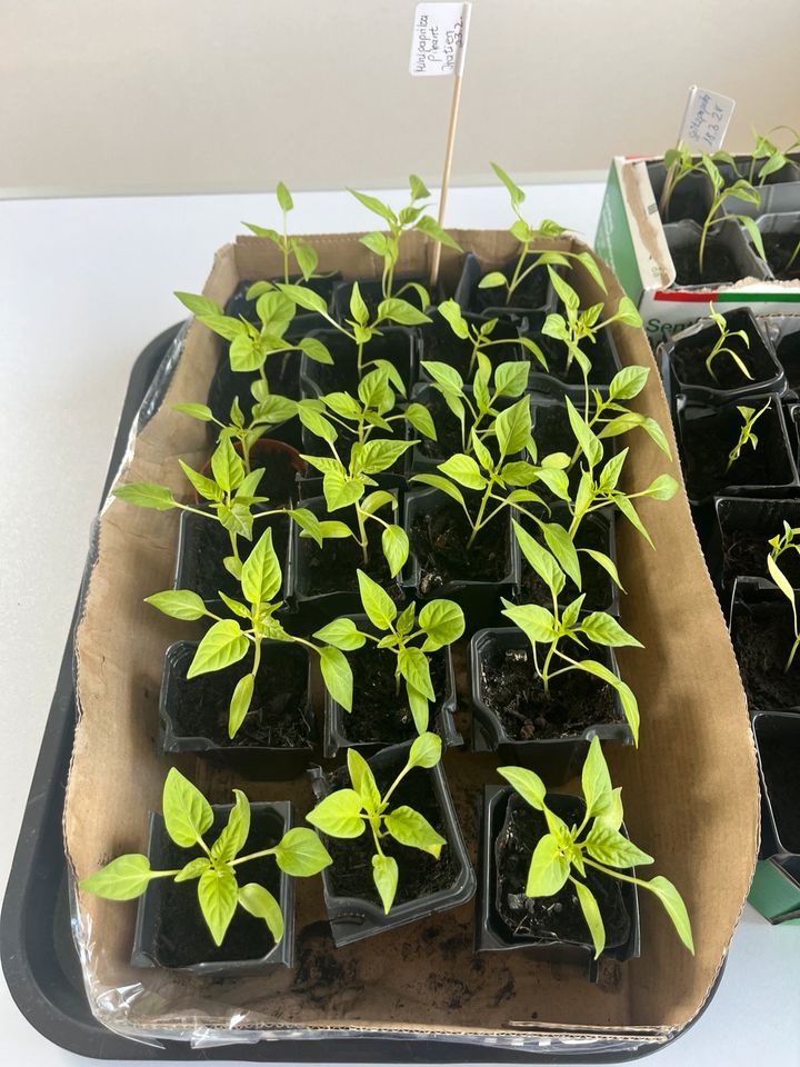 Spitzpaprikapflanzen, Tomaten, Chili, Gurke, Zuchini in Wadgassen