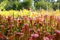 Moorpflanzen für den eigenen Garten Nordrhein-Westfalen - Altenberge Vorschau