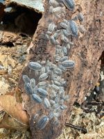 Porcellio spatulatus Asseln Baden-Württemberg - Moos Vorschau